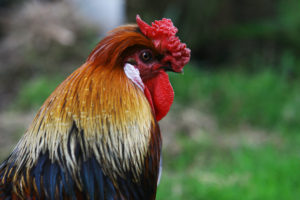 roosterpic
